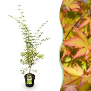 Green boutiQ - Tuinplant - Acer palmatum Sangokaku - Japanse Esdoorn - Bladverliezend - Groen - 1 - Pot 26cm - Hoogte 90cm