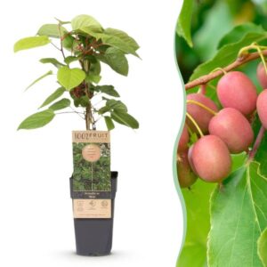 Green boutiQ - Fruitplant - Actinidia arguta Weiki - Kiwiplant - Mannelijk - Rode - Paarse Vruchtjes - 1 Plant - Pot 15cm - Hoogte 50cm