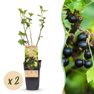 Green boutiQ - Fruitplant - Ribes nigrum Titania - Bessenplant - Winterhard - Zwarte Bes - 2 Planten - Pot 15cm - Hoogte 50cm
