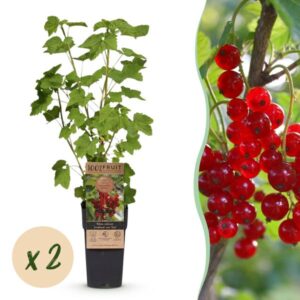 Green boutiQ - Fruitplant - Ribes rubrum Jonkheer van Tets - Bessenplant - Winterhard - Rode Bes - 2 Planten - Pot 15cm - Hoogte 50cm