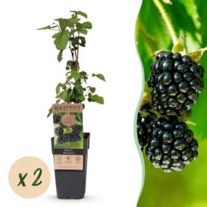 Green boutiQ - Fruitplant - Rubus fruticosus Black Satin - Bramenplant - Winterhard - Zwarte Braam - 2 Planten - Pot 15cm - Hoogte 50cm