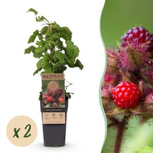 Green boutiQ - Fruitplant - Rubus phoenicolasius - Japanse wijnbes - Winterhard - Fel Rode Framboos - 2 Planten - Pot 15cm - Hoogte 50cm