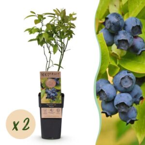 Fruitplant - Vaccinium corymbosum Patriot - Bosbes - Winterhard - Blauwe Bes - 2 Planten - Pot 15cm - Hoogte 50cm