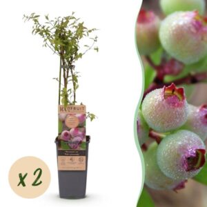 Green boutiQ - Fruitplant - Vaccinium cor. Pink Lemonade - Roze Bosbes - Winterhard - Roze Bes - 2 Planten - Pot 15cm - Hoogte 50cm