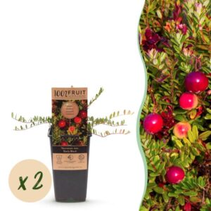 Fruitplant - Vaccinium mac. Early Black - Cranberry - Winterhard - Blauwe Bes - 2 Planten - Pot 15cm - Hoogte 50cm