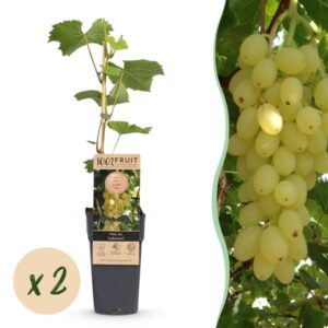 Green boutiQ - Fruitplant - Vitis vinifera Lakemont - Druivenplant - Winterhard - Goudgele Druif - 2 Planten - Pot 15cm - Hoogte 50cm
