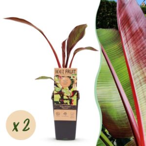 Green boutiQ - Fruitplant - Musa ensete Maurelli - Bananenboom - Winterhard - Rood-Groen - 2 Planten - Pot 15cm - Hoogte 50cm