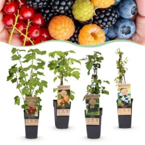 Green boutiQ - Fruitplant - Ribes -Rubes-Vaccinium Mix - Rainbow - Winterhard - Rode Bes - Zwarte Braam - Gele Framboos - Blauwe Bes - 4 Planten - Pot 15cm - Hoogte 50cm