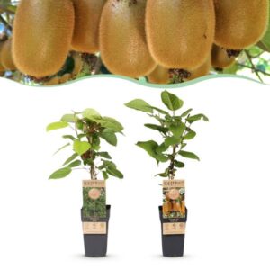 Green boutiQ - Fruitplant - Actinidia Weiki & Hayward - Kiwiplant - 1 Mannelijke - 1 Vrouwelijke - Planten - Groen - Pot 15cm - Hoogte 50cm
