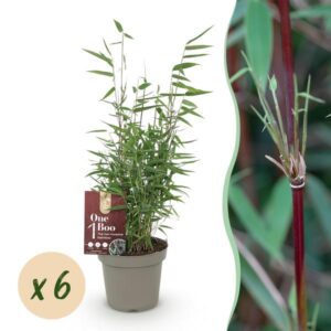 Green boutiQ - Bamboe - Fargesia Red Dragon - Bladhoudend - Niet Woekerend - Groen - 6 Planten - Pot 14cm - Hoogte 35cm