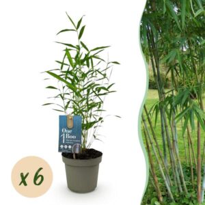 Green boutiQ - Bamboe - Fargesia Blue Dragon - Bladhoudend - Niet Woekerend - Groen - 6 Planten - Pot 14cm - Hoogte 35cm