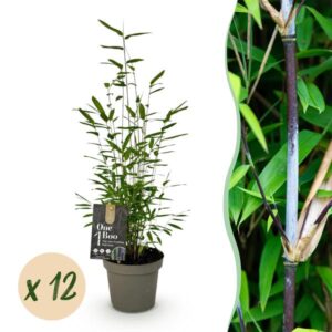 Green boutiQ - Bamboe - Fargesia Black Dragon - Bladhoudend - Niet Woekerend - Groen - 12 Planten - Pot 14cm - Hoogte 35cm