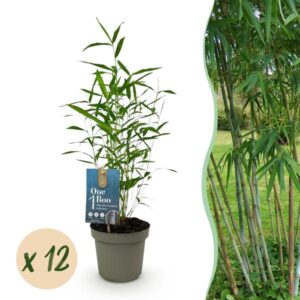 Green boutiQ - Bamboe - Fargesia Blue Dragon - Bladhoudend - Niet Woekerend - Groen - 12 Planten - Pot 14cm - Hoogte 35cm