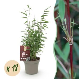 Green boutiQ - Bamboe - Fargesia Red Dragon - Bladhoudend - Niet Woekerend - Groen - 18 Planten - Pot 14cm - Hoogte 35cm