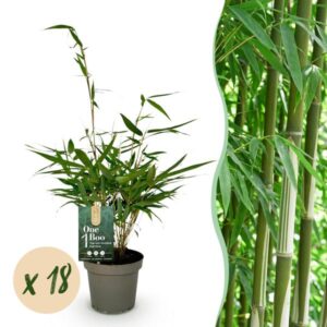 Green boutiQ - Bamboe - Fargesia robusta Pingwu - Bladhoudend - Niet Woekerend - Groen - 18 Planten - Pot 14cm - Hoogte 35cm
