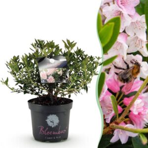 Green boutiQ - Dwerg Rhododendron - Rhododendron Bloombux Light Pink - Bloeiende Buxus - Weinig Onderhoud - Licht Roze Bloem - 1 Plant - Pot 23cm - Hoogte 45-55cm