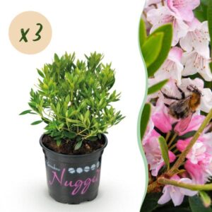 Green boutiQ - Dwerg Rhododendron - Rhododendron Bloombux Light Pink - Bloeiende Buxus - Weinig Onderhoud - Licht Roze Bloem - 3 Planten - Pot 10,5cm - Hoogte 20-25cm