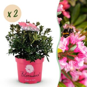 Green boutiQ - Dwerg Rhododendron - Rhododendron Bloombux Magenta - Bloeiende Buxus - Weinig Onderhoud - Roze Bloem - 2 Planten - Pot 17cm - Hoogte 30-40cm