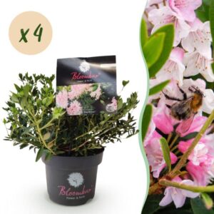 Green boutiQ - Dwerg Rhododendron - Rhododendron Bloombux Light Pink - Bloeiende Buxus - Weinig Onderhoud - Licht Roze Bloem - 4 Planten - Pot 17cm - Hoogte 30-40cm