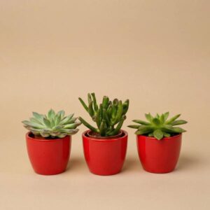 Succulenten set van 3 met rode mini pot - ↑ 8–12 cm