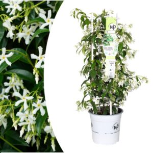 Trachelospermum jasminoides 'Star of Venice' 23cm