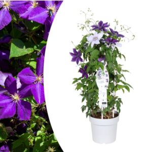 Clematis Double Up Barnadine + Masa 23cm