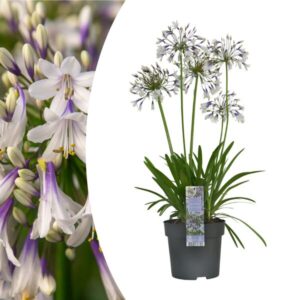 Agapanthus 'Fireworks' 23cm