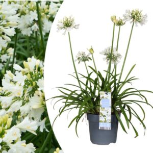 Agapanthus 'Everwhite' 23cm