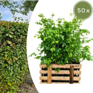 Palletdeal Haagplanten: 50 Fagus sylvatica ↕60-80 - Ø 19cm | Mini Pallet