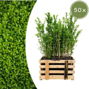 Palletdeal Haagplanten: 50 Ligustrum Ovalifolium ↕ 60-80 - Ø 19cm | Mini Pallet