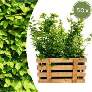 Palletdeal Haagplanten: 50 Carpinus Betulus ↕ 60-80 - Ø 19cm | Mini Pallet