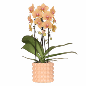Kolibri Orchids | Niagara Falls orchidee Sunny Bunny met Poppy sierpot peach – potmaat Ø12 cm – vers van de kweker