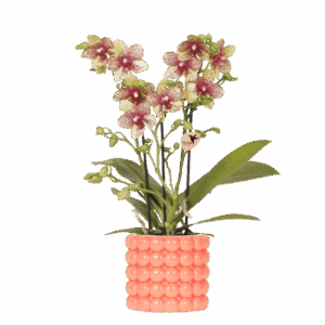 Kolibri Orchids | Oranje orchidee Grosetto met Poppy sierpot oranje– potmaat Ø9 cm – vers van de kweker