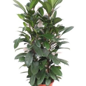 Ficus Cyathistipula - 180 cm