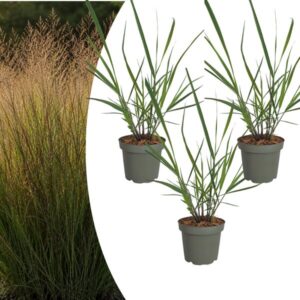 3x Panicum virgatum ‘Rotstrahlbusch’ – Siergras met warme herfstkleuren | Potmaat 12 cm