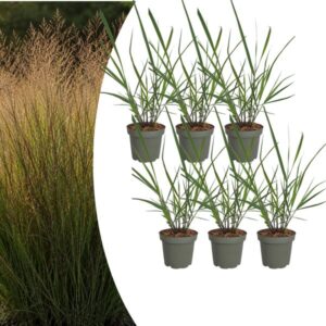 6x Panicum virgatum ‘Rotstrahlbusch’ – Siergras met warme herfstkleuren | Potmaat 12 cm