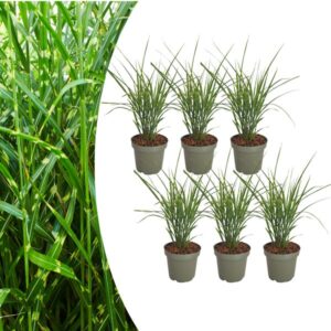 6x Miscanthus sinensis ‘Zebrinus’ – Opvallend zebragras met decoratief gestreept blad | Potmaat 12 cm