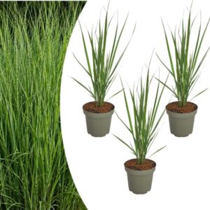 3x Panicum virgatum ‘Northwind’ – Sterk opgaand siergras met strakke groeivorm | Potmaat 12 cm