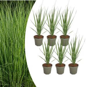 6x Panicum virgatum ‘Northwind’ – Sterk opgaand siergras met strakke groeivorm | Potmaat 12 cm