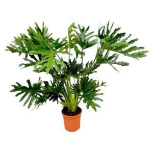 Philodendron Selloum - 90 cm - Ø21