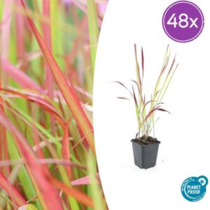 48x Imperata cylindrica 'Red Baron' - ↕10-25cm - Ø9cm