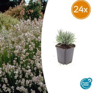 24x Lavandula int. 'Edelweiss' - ↕10-25cm - Ø9cm