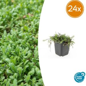 24x Leptinella squalida - ↕10-25cm - Ø9cm