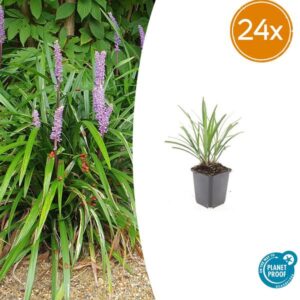 24x Liriope muscari 'Ingwersen' - ↕10-25cm - Ø9cm