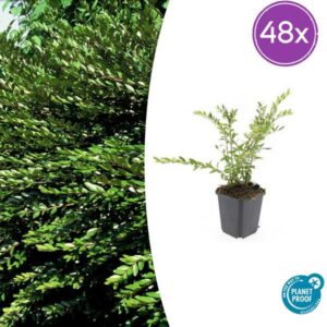 48x Lonicera pileata 'Purple Pearl' - ↕10-25cm - Ø9cm