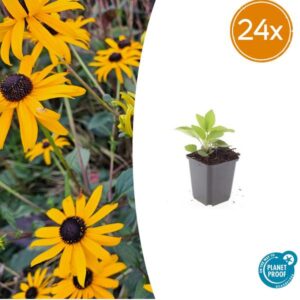 24x Rudbeckia fulgida 'Goldsturm' - ↕10-25cm - Ø9cm