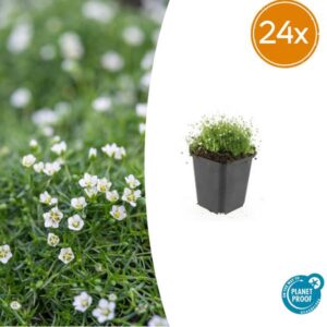 24x Sagina subulata - ↕10-25cm - Ø9cm