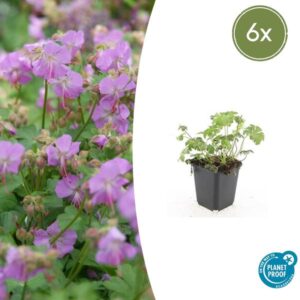 6x Geranium cant. 'Cambridge' - ↕10-25cm - Ø9cm
