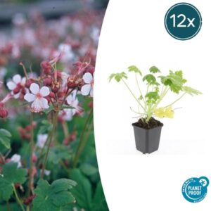 12x Geranium macr. 'Spessart' - ↕10-25cm - Ø9cm