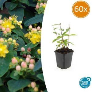 60x Hypericum inodorum 'Annebel' - ↕10-25cm - Ø9cm
